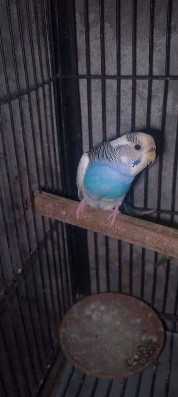 Budgie for sale 6