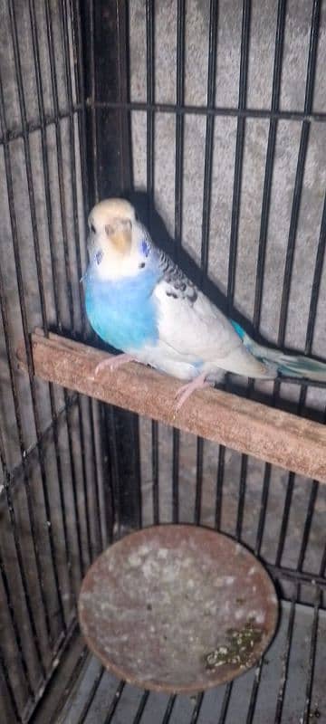 Budgie for sale 7