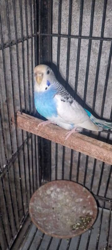 Budgie for sale 8