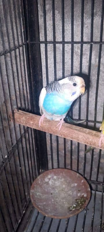 Budgie for sale 9