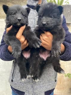 Black German Puppies For Sale