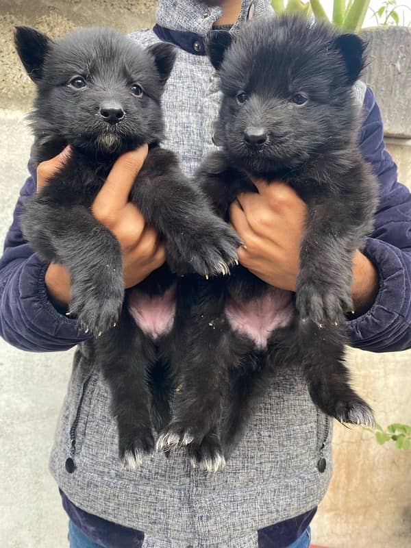 Black German Puppies For Sale 0