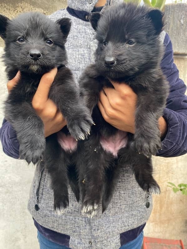 Black German Puppies For Sale 1