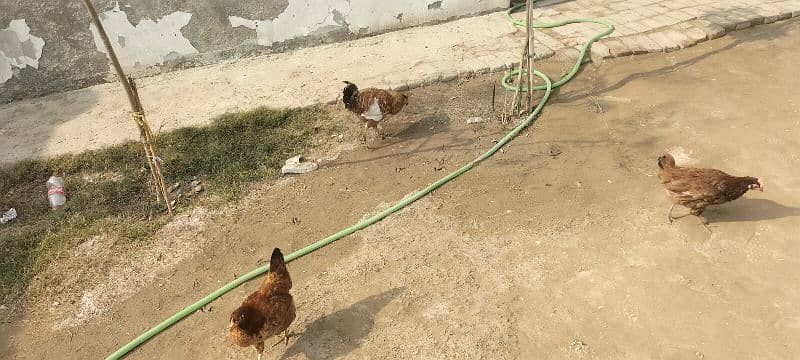 golden misry hens for sale 1