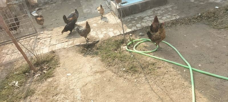 golden misry hens for sale 2