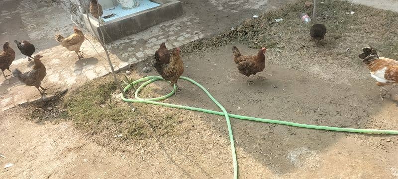 golden misry hens for sale 3