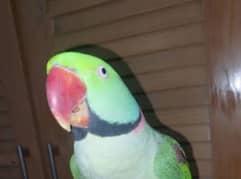 Raw parrot