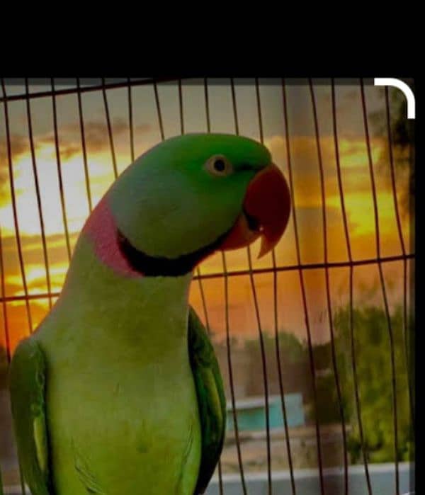 Raw parrot 1