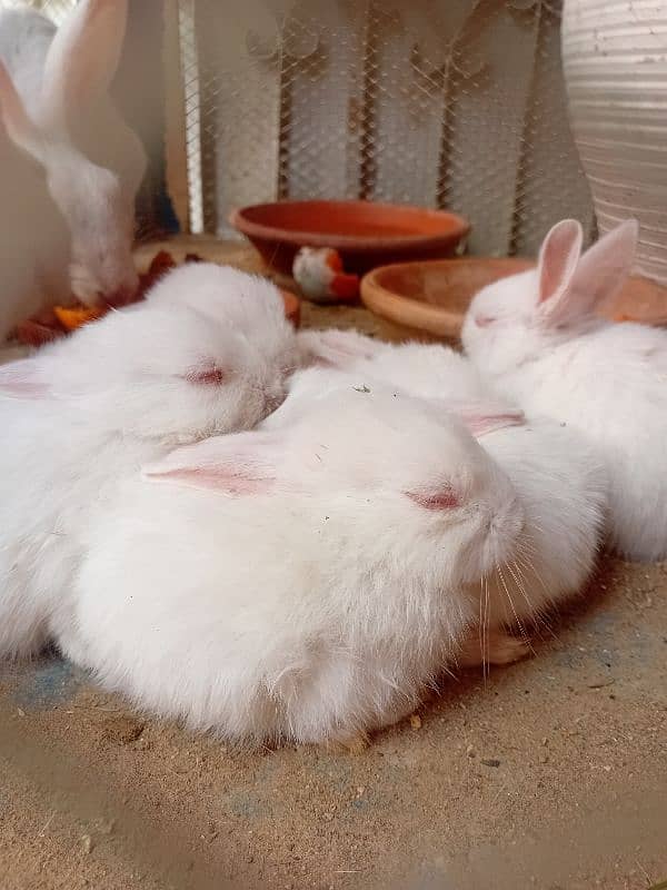 Rabbit Kids For Sale 0