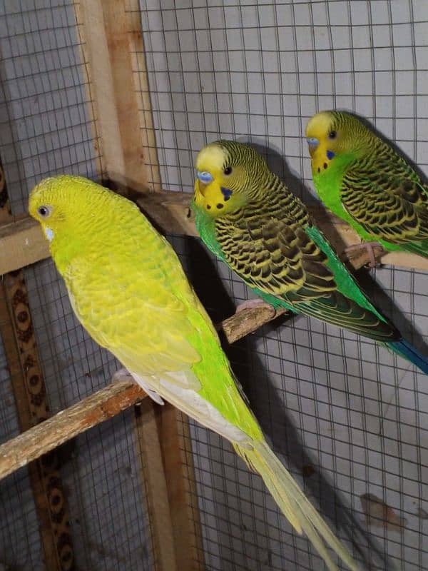 beautiful lovebirds, finches and budgies for sale 7