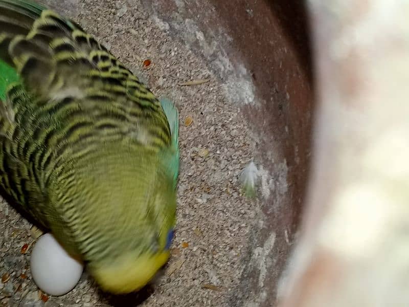 beautiful lovebirds, finches and budgies for sale 8