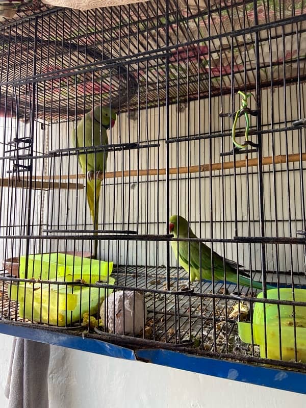 Ring neck male and female for sale 0