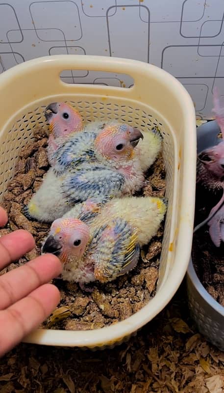 Sun conure chicks 0