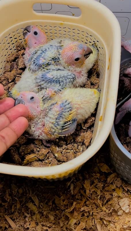 Sun conure chicks 1