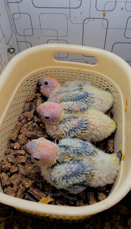 Sun conure chicks 2