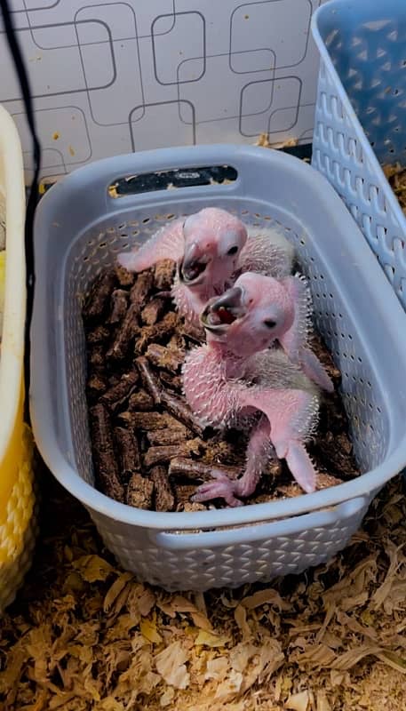 Sun conure chicks 3