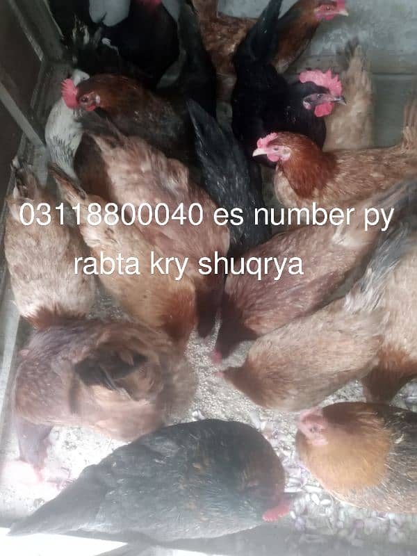 Desi golden misri hen egg ling 0