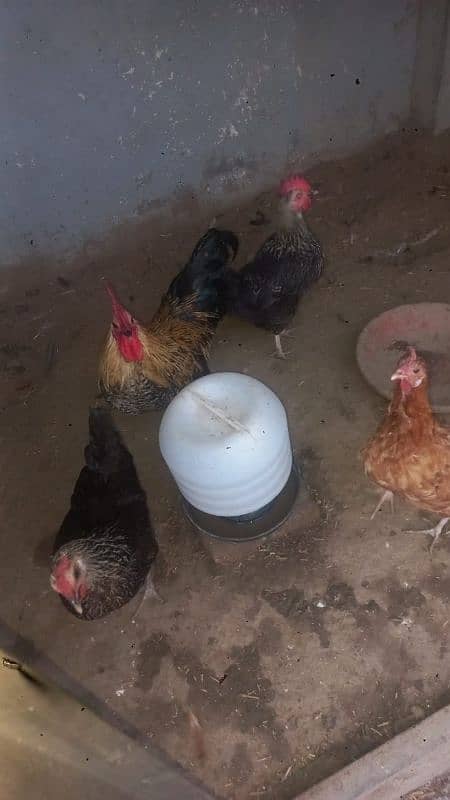 golden misri egg laying hens per pc 0