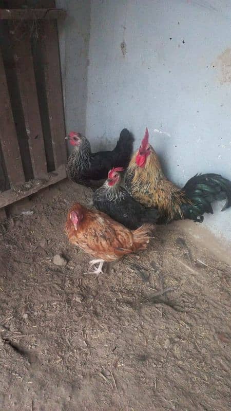 golden misri egg laying hens per pc 1