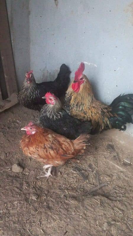 golden misri egg laying hens per pc 2