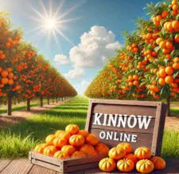 Fresh kinno/ oranges \ Malta from Sargodha (10kg) 4