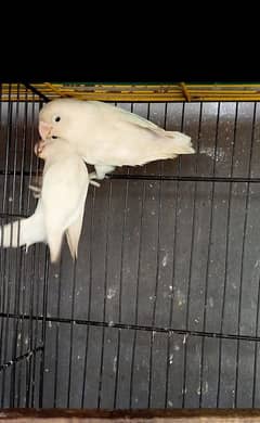 albino