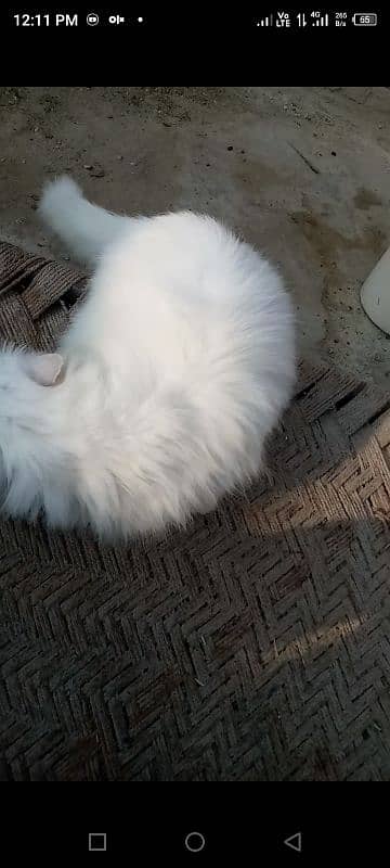 persian long coated cat for sale 10700 0