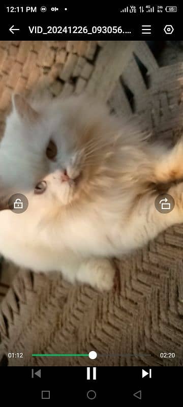 persian long coated cat for sale 10700 1