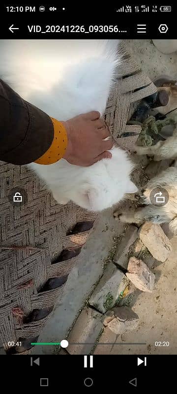 persian long coated cat for sale 10700 3