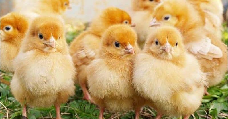 Brolier Chicks / white layer/ chozy/ availabale for sale 0