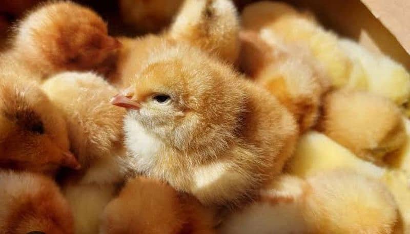 Brolier Chicks / white layer/ chozy/ availabale for sale 2