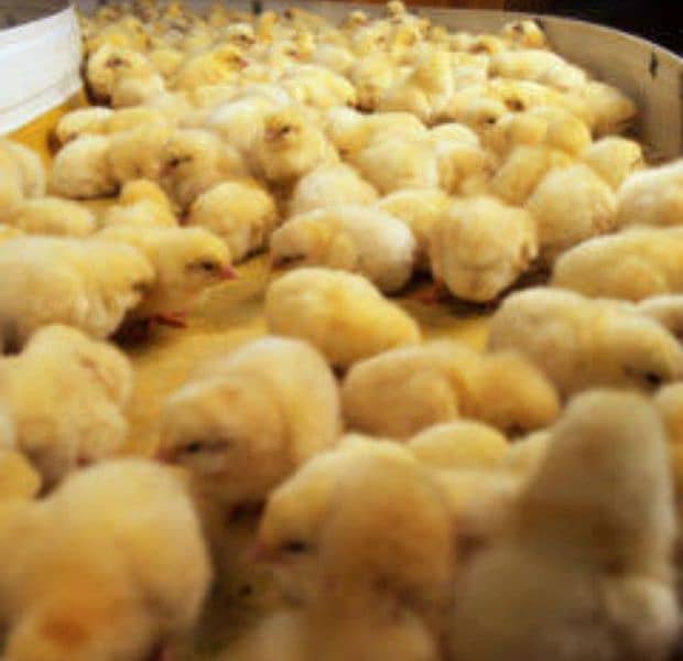 Brolier Chicks / white layer/ chozy/ availabale for sale 3