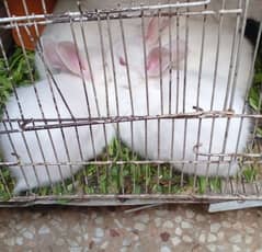 Selling a Pair of Rabbits