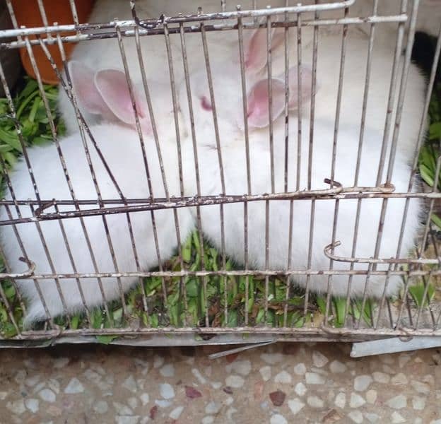 Selling a Pair of Rabbits 0