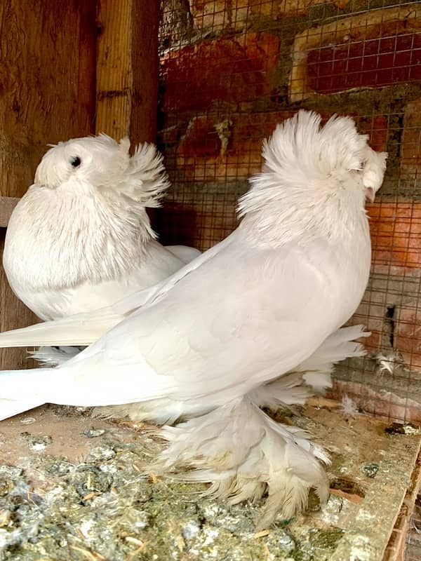 german bukhara pigeons 0