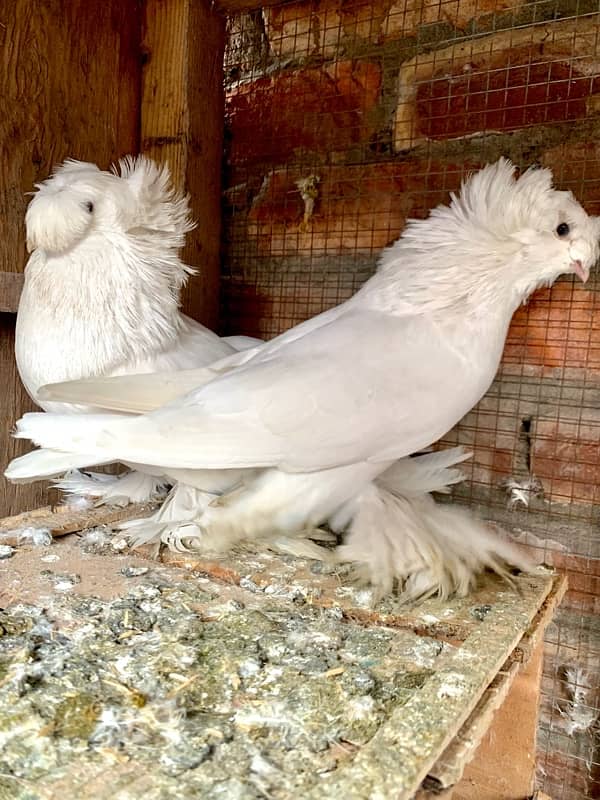 german bukhara pigeons 1