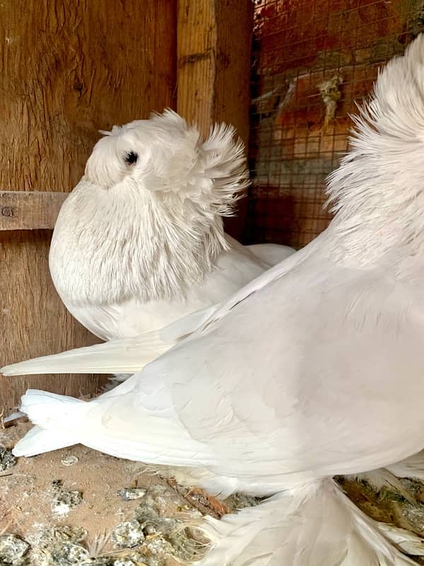 german bukhara pigeons 2