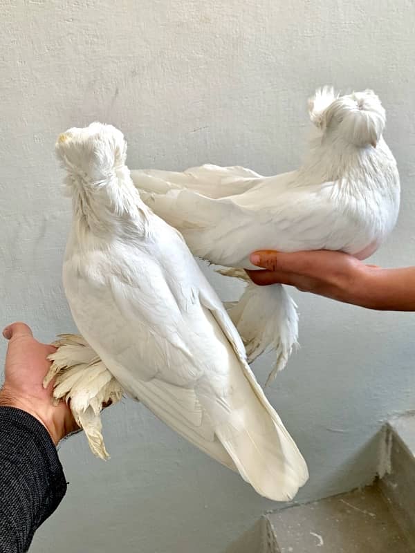 german bukhara pigeons 3