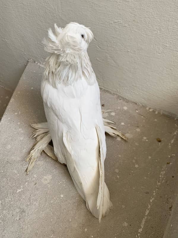 german bukhara pigeons 6