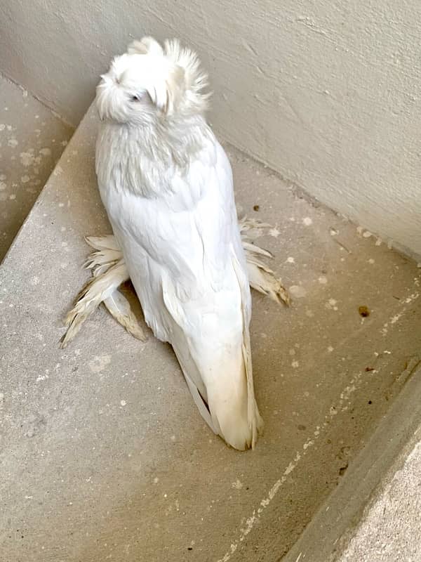 german bukhara pigeons 8