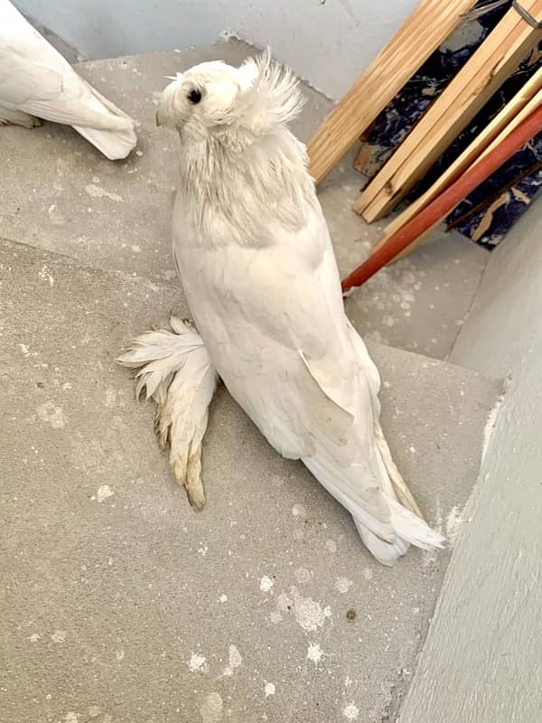 german bukhara pigeons 9