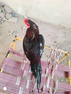 Aseel mianwali for sale