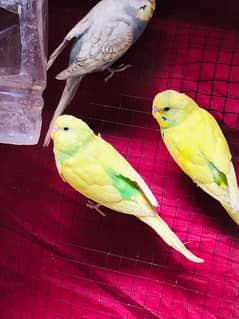 finches