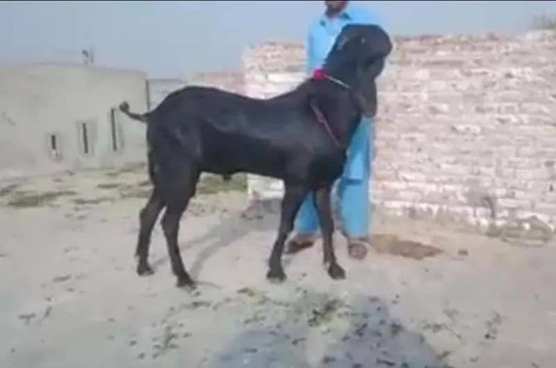 Desi Bakra For Sale Call Me __03184661884 0