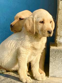 Labra Puppy | Labrador | Female Puppy | Dog For Sale | Puppies