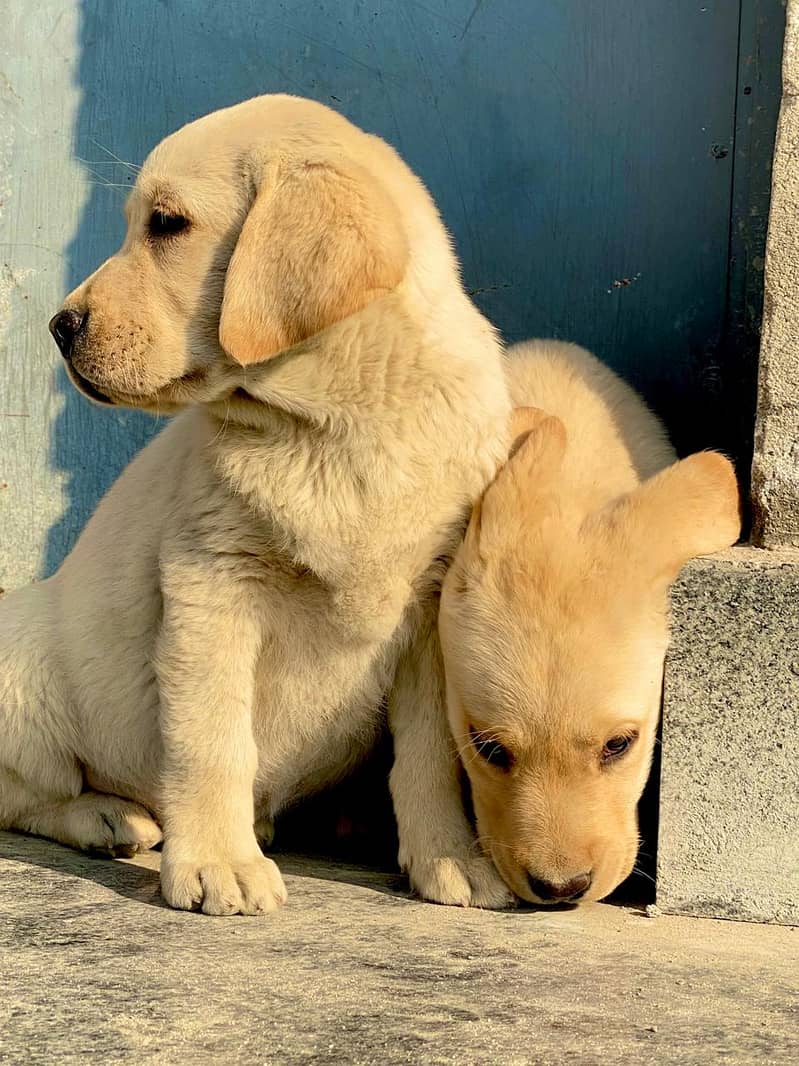 Labra Puppy | Labrador | Female Puppy | Dog For Sale | Puppies 1