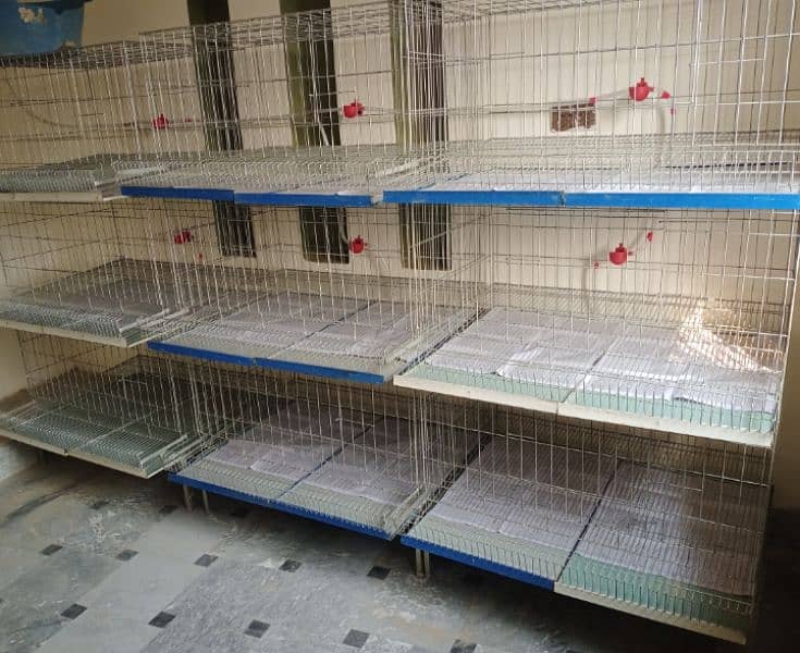 hen cages fully modified for sale 1