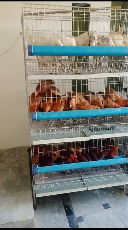 hen cages fully modified for sale 4