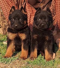 German Shepherd proper long coat black mask puppies for sale