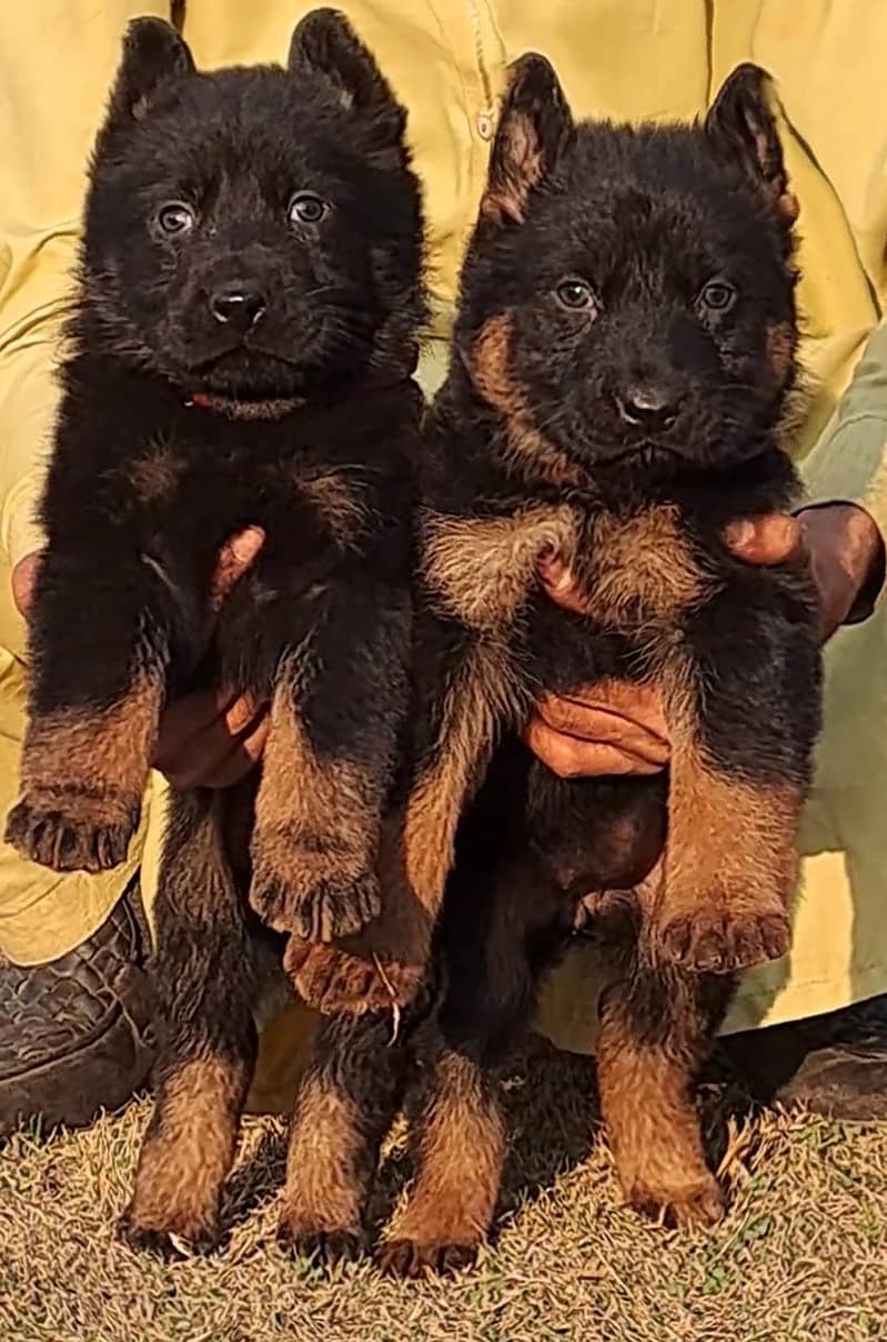 German Shepherd proper long coat black mask puppies for sale 2